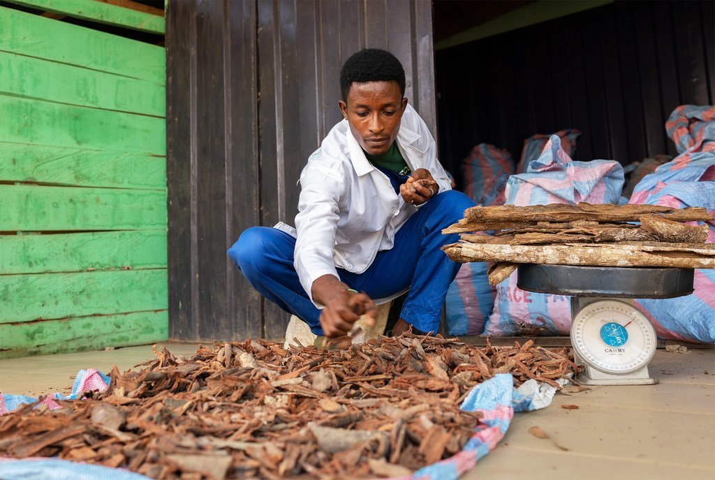 La médecine traditionnelle de qualité peut bénéficier à une grande partie de la population car elle est la principale, voire la seule, source de soins de santé pour environ 80 % des personnes en Afrique.